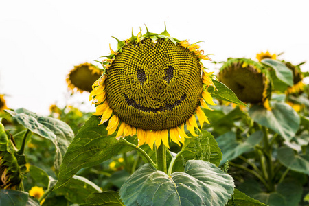 对一个字段,向日葵笑脸与向日葵的关闭向日葵场, 场盛开的向日葵的