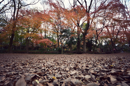 多彩的背景图像的落秋树叶背景