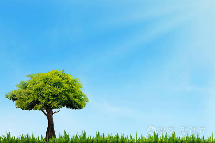 春天草甸与树上蓝蓝的天空