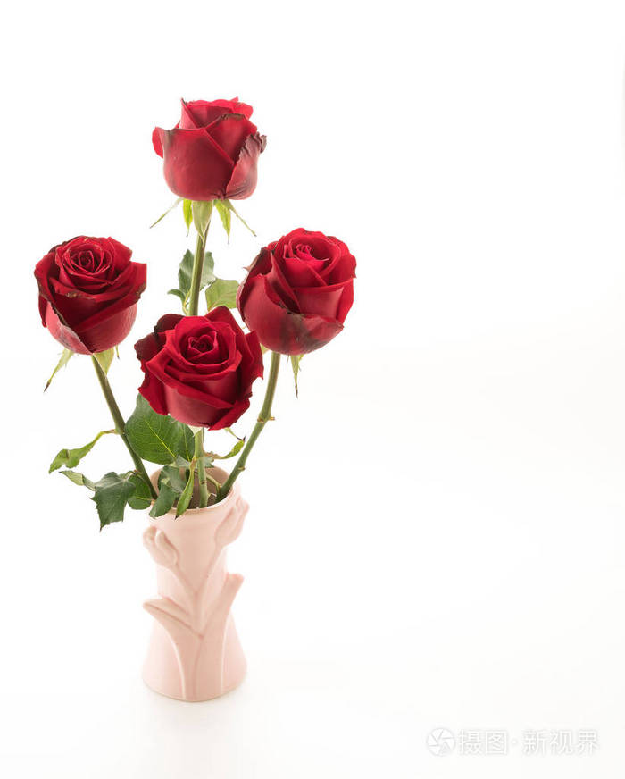 在白色背景上的红玫瑰