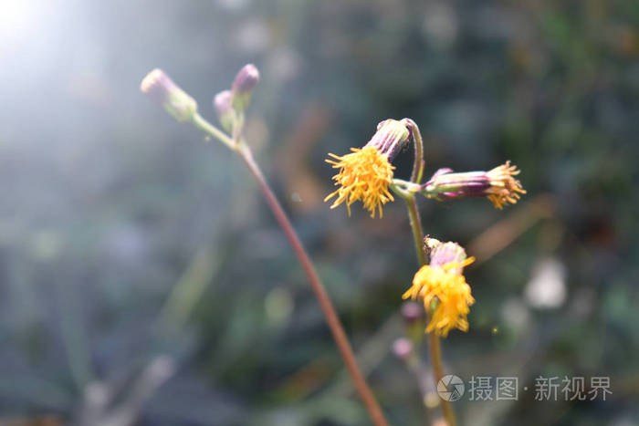 黄色的花朵模糊背景