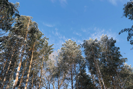 蓝蓝的天空包围树梢的冬日写真