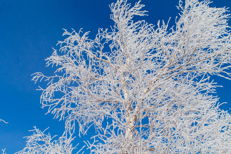 洁白的雪和冰覆盖的白桦树枝