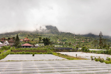 在农业领域的全景视图。巴图尔火山，金塔马尼附近的草莓园。冬季多雨 多云及方法。印度尼西亚巴厘岛