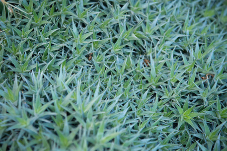 绿色的尖草或仙人掌花,像荆棘的篱笆照片