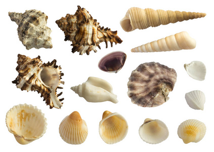 组的孤立的白色背景上的各种海贝壳