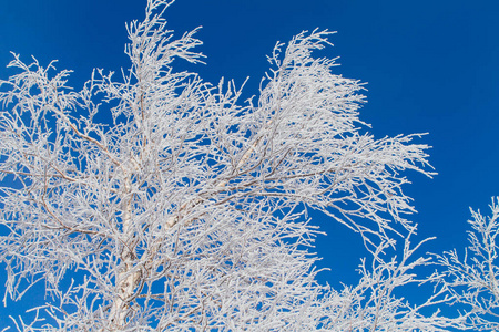 洁白的雪和冰覆盖的白桦树枝