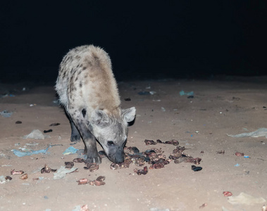 喂养的斑点鬣犬哈拉，埃塞俄比亚