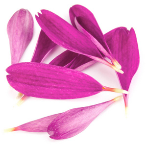 淡紫色菊花花瓣