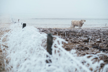 牛在冬季牧场