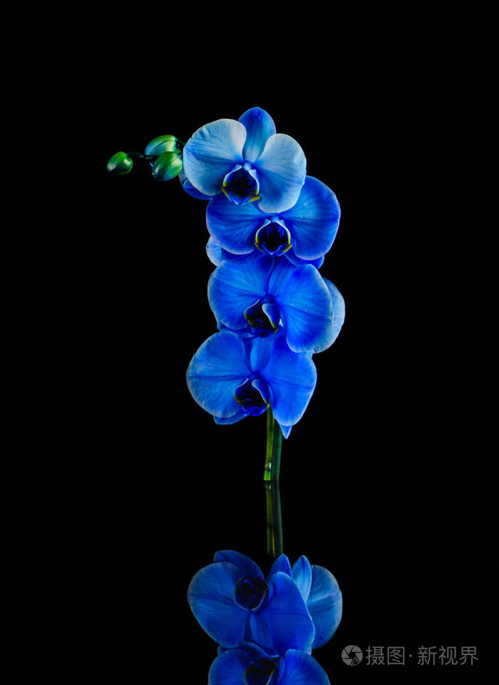 在黑色背景上的蓝色小花兰花