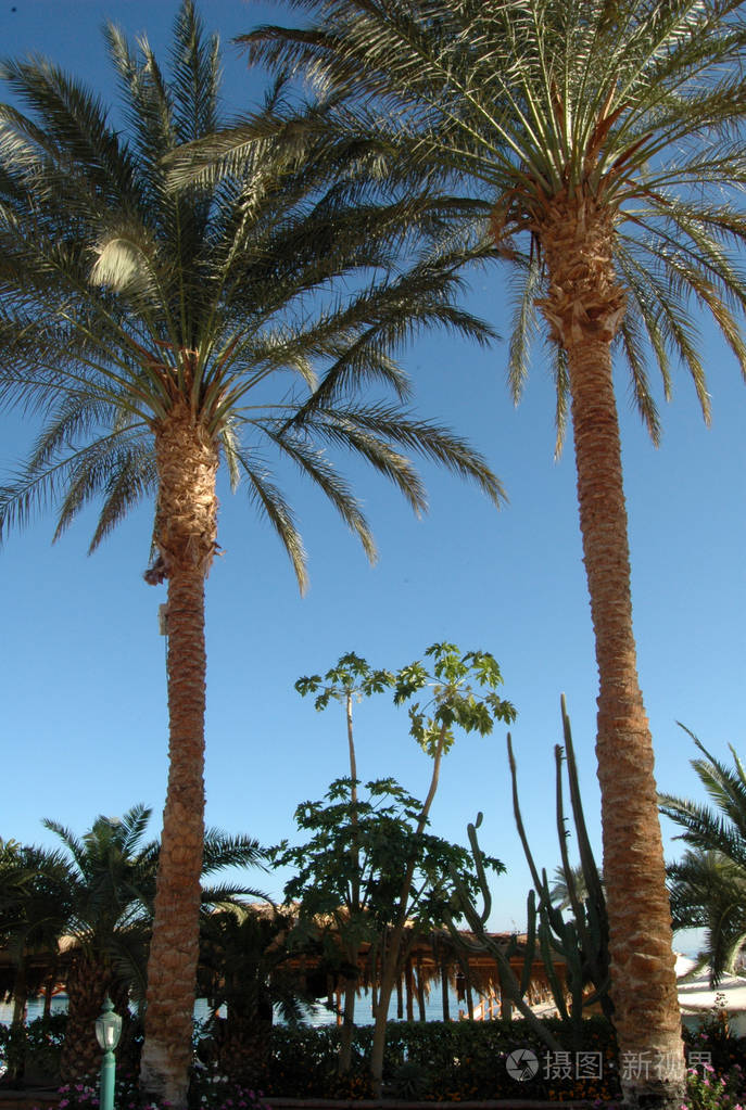 美丽的棕榈树在红色 se 的背景