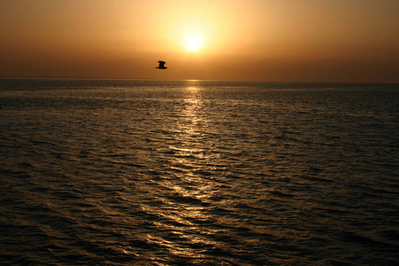 海上和飞翔的鸟的金色日落