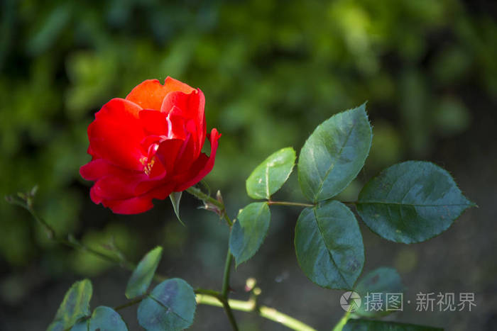 一朵花的照片70