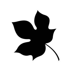梧桐叶,树荫下图片照片