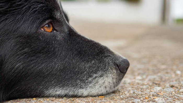老狗用悲伤的眼睛