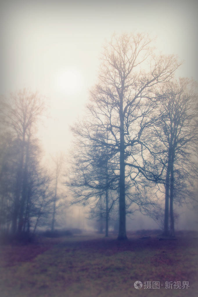 英语林地上雾多雾的早晨