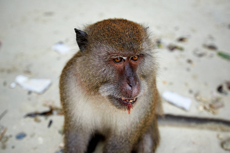 等待在猴子滩，皮皮岛，Thaila 食物的猴子