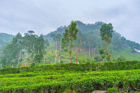 茶的发源地图片