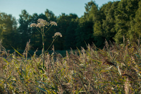 野生当归 angelica sylvestris 植物