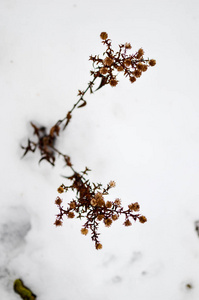 干燥的植物在雪, 草甸冬天