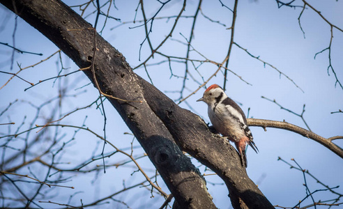 可爱的啄木鸟在树枝上