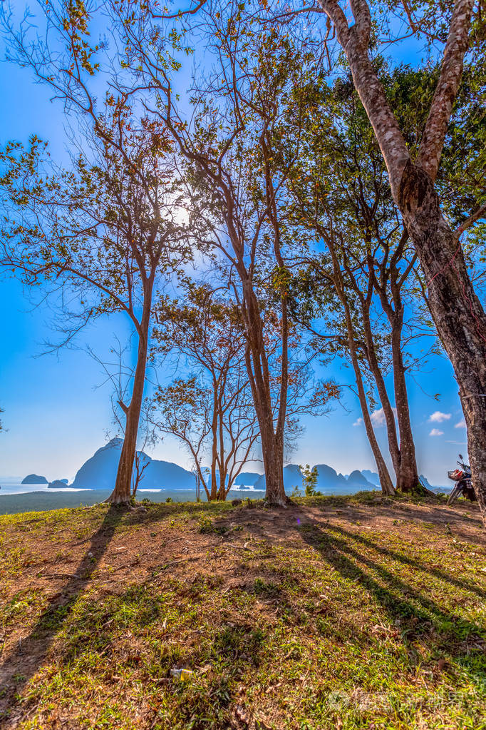 光线通过在山顶上的树木