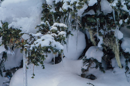 冰柱和雪在树上