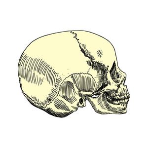 头骨解剖素描