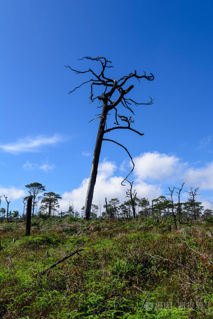 从蓝天的衬托野火枯死松树