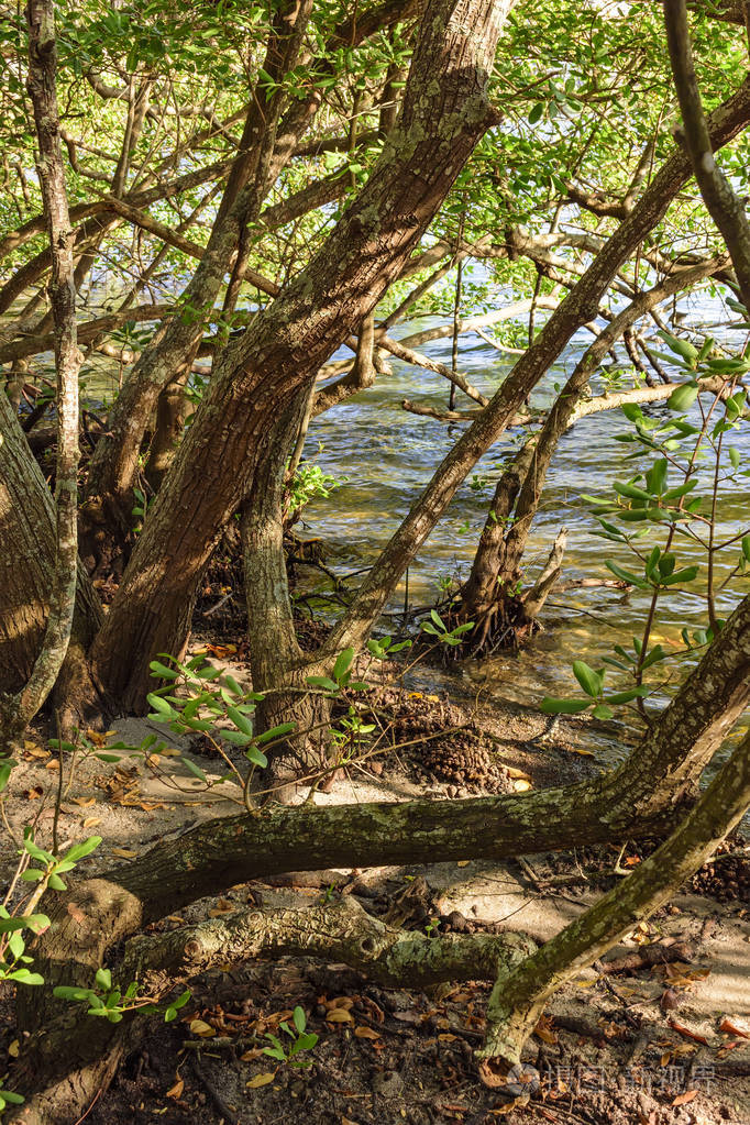 典型的红树林植被