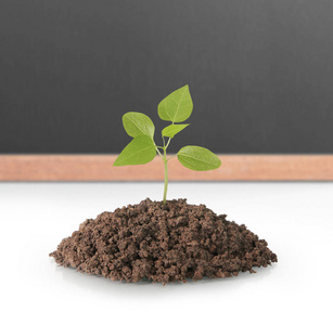 苗期生长植物树照片