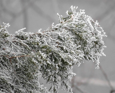 被白霜覆盖的 thuja 树枝