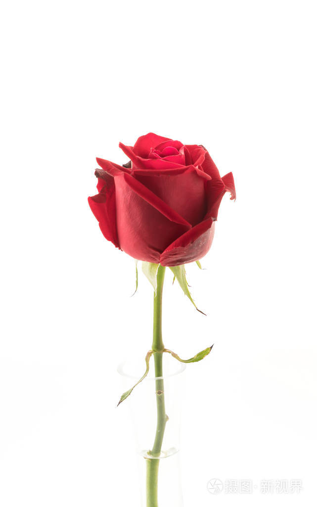 白底红玫瑰