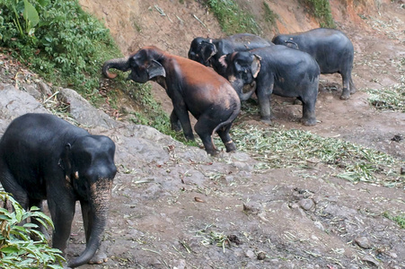 群大象在丛林中散步