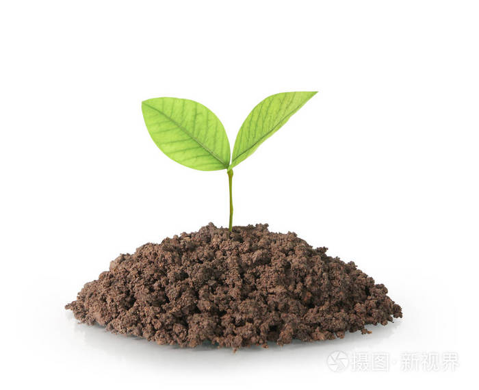 苗期生长植物树