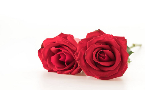 白底红玫瑰图片