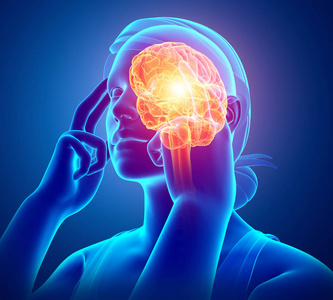 大脑的一部分图片