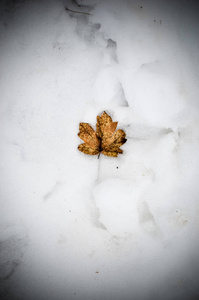 秋天的枫叶躺在雪中