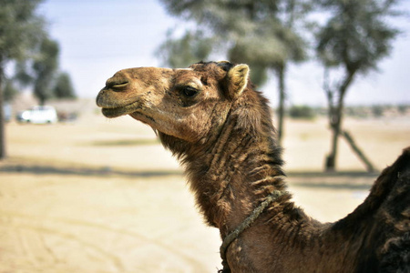 在迪拜，阿拉伯联合酋长国的一天，在迪拜沙漠骆驼