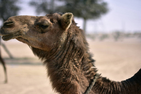 在迪拜，阿拉伯联合酋长国的一天，在迪拜沙漠骆驼