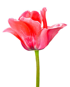 一片粉红郁金香花白色背景上分离。郁金香花头上白色孤立。春天的花朵