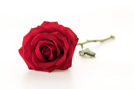 白底红玫瑰图片