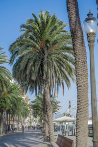 在巴达洛纳在蔚蓝的天空下的棕榈树环绕的海滨长廊