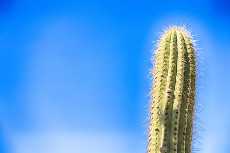 抽象叶仙人掌植物和光