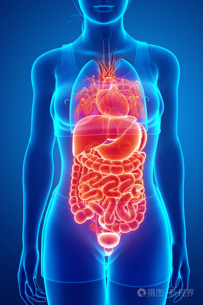 消化系统的3d呈现器