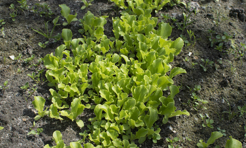 豆芽生长年轻的生菜豆芽生长在花园里.增长的沙拉照片
