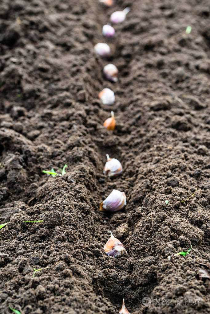 在菜园里种植大蒜秋天的园艺
