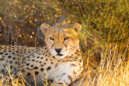 猎豹埃托沙国家公园的纳米比亚