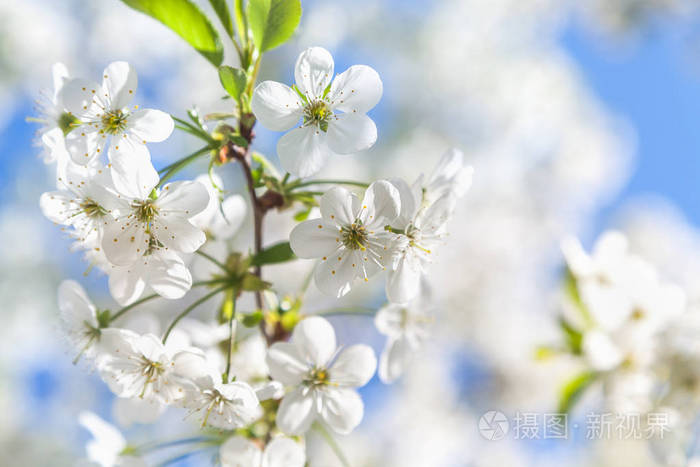 白色樱花和幼叶的分支